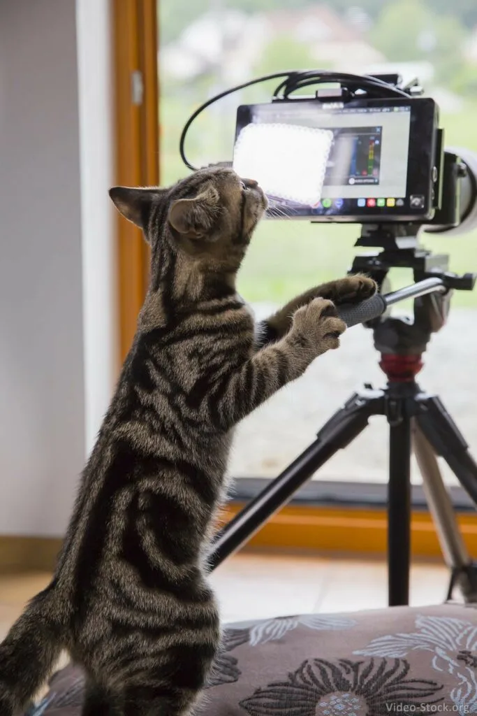 Cat-behind-camera-683x1024